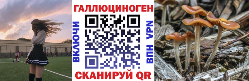 Галлюциногенные грибы Psilocybine cubensis  Торжок 